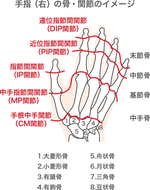 手指（右）の骨・関節のイメージ