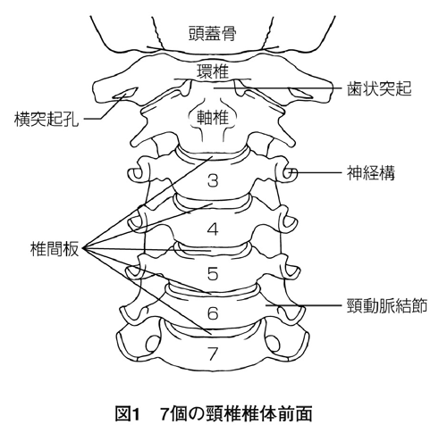図27個の頸椎椎体側面