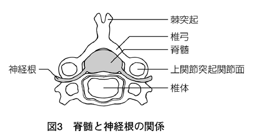図27個の頸椎椎体側面