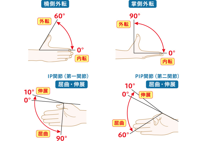 親指の可動域測定の図