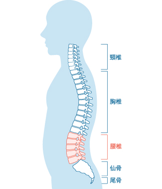腰椎の位置の図